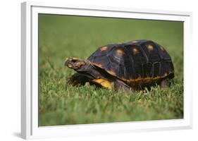 Smooth Snake-Necked Turtle-DLILLC-Framed Photographic Print