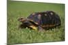 Smooth Snake-Necked Turtle-DLILLC-Mounted Photographic Print