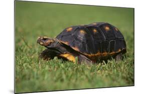 Smooth Snake-Necked Turtle-DLILLC-Mounted Photographic Print