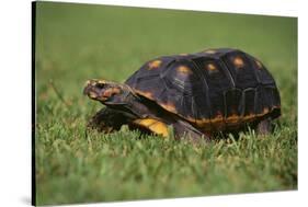 Smooth Snake-Necked Turtle-DLILLC-Stretched Canvas