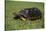 Smooth Snake-Necked Turtle-DLILLC-Stretched Canvas