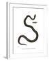 Smooth Snake-null-Framed Giclee Print