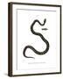 Smooth Snake-null-Framed Giclee Print