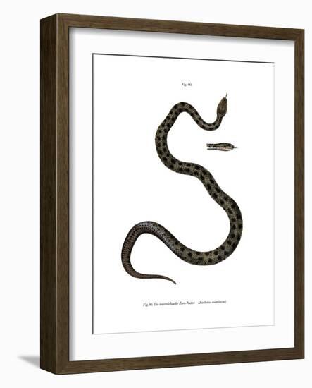 Smooth Snake-null-Framed Giclee Print