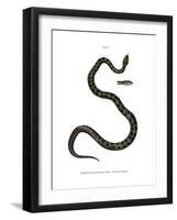 Smooth Snake-null-Framed Giclee Print