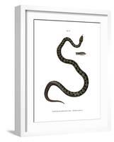 Smooth Snake-null-Framed Giclee Print