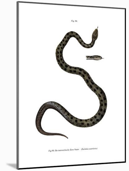 Smooth Snake-null-Mounted Giclee Print