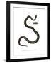 Smooth Snake-null-Framed Giclee Print