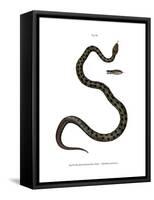 Smooth Snake-null-Framed Stretched Canvas