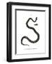 Smooth Snake-null-Framed Giclee Print