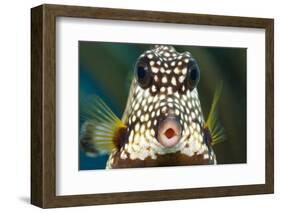 Smooth trunkfish portrait. Bonaire, Dutch Caribbean-David Fleetham-Framed Photographic Print