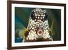 Smooth trunkfish portrait. Bonaire, Dutch Caribbean-David Fleetham-Framed Photographic Print