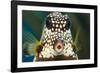 Smooth trunkfish portrait. Bonaire, Dutch Caribbean-David Fleetham-Framed Photographic Print