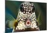 Smooth trunkfish portrait. Bonaire, Dutch Caribbean-David Fleetham-Mounted Photographic Print