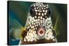 Smooth trunkfish portrait. Bonaire, Dutch Caribbean-David Fleetham-Stretched Canvas