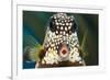 Smooth trunkfish portrait. Bonaire, Dutch Caribbean-David Fleetham-Framed Photographic Print