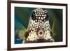 Smooth trunkfish portrait. Bonaire, Dutch Caribbean-David Fleetham-Framed Photographic Print