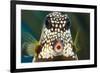 Smooth trunkfish portrait. Bonaire, Dutch Caribbean-David Fleetham-Framed Photographic Print