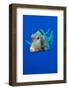 Smooth trunkfish portrait, Grand Cayman, Cayman Islands-Alex Mustard-Framed Photographic Print