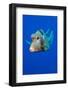 Smooth trunkfish portrait, Grand Cayman, Cayman Islands-Alex Mustard-Framed Photographic Print