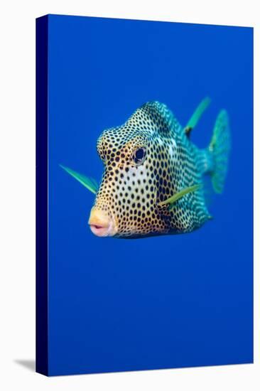 Smooth trunkfish portrait, Grand Cayman, Cayman Islands-Alex Mustard-Stretched Canvas