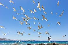 Swarm of Sea Gulls Flying close to the Beach of Mykonos Island,Greece-smoxx-Laminated Photographic Print