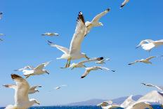 Swarm of Sea Gulls Flying close to the Beach of Mykonos Island,Greece-smoxx-Photographic Print