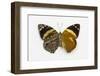 Smyrna Blomfieldia from Peru, Comparing the Top Wings and Bottom Wings-Darrell Gulin-Framed Photographic Print