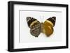 Smyrna Blomfieldia from Peru, Comparing the Top Wings and Bottom Wings-Darrell Gulin-Framed Photographic Print