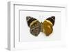 Smyrna Blomfieldia from Peru, Comparing the Top Wings and Bottom Wings-Darrell Gulin-Framed Photographic Print