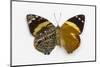 Smyrna Blomfieldia from Peru, Comparing the Top Wings and Bottom Wings-Darrell Gulin-Mounted Photographic Print