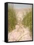 Smyrna Dunes Park, New Smyrna Beach, Florida-Lisa S^ Engelbrecht-Framed Stretched Canvas