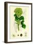 Smyrnium Olusatrum Common Alexanders-null-Framed Giclee Print