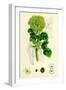 Smyrnium Olusatrum Common Alexanders-null-Framed Giclee Print