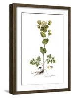 Smyrnium perfoliatum, Flora Graeca-Ferdinand Bauer-Framed Giclee Print