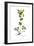 Smyrnium perfoliatum, Flora Graeca-Ferdinand Bauer-Framed Giclee Print