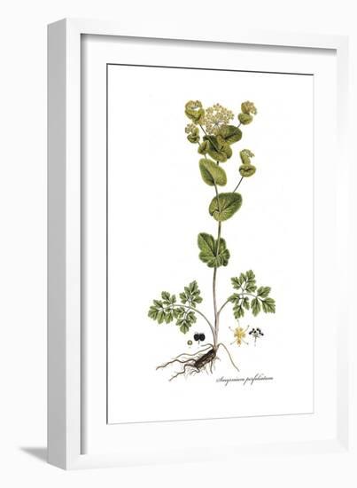 Smyrnium perfoliatum, Flora Graeca-Ferdinand Bauer-Framed Giclee Print