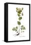 Smyrnium perfoliatum, Flora Graeca-Ferdinand Bauer-Framed Stretched Canvas