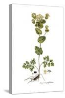 Smyrnium perfoliatum, Flora Graeca-Ferdinand Bauer-Stretched Canvas