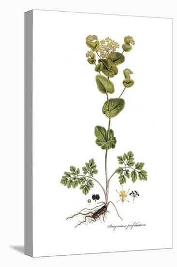 Smyrnium perfoliatum, Flora Graeca-Ferdinand Bauer-Stretched Canvas