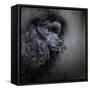 Snack Spotter Toy Black Poodle-Jai Johnson-Framed Stretched Canvas