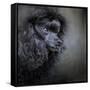 Snack Spotter Toy Black Poodle-Jai Johnson-Framed Stretched Canvas