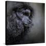 Snack Spotter Toy Black Poodle-Jai Johnson-Stretched Canvas