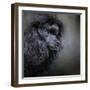 Snack Spotter Toy Black Poodle-Jai Johnson-Framed Giclee Print