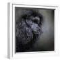 Snack Spotter Toy Black Poodle-Jai Johnson-Framed Giclee Print