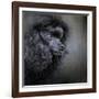 Snack Spotter Toy Black Poodle-Jai Johnson-Framed Giclee Print