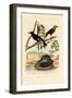 Snail, 1833-39-null-Framed Giclee Print