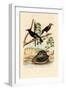 Snail, 1833-39-null-Framed Giclee Print