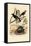 Snail, 1833-39-null-Framed Stretched Canvas