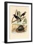 Snail, 1833-39-null-Framed Premium Giclee Print